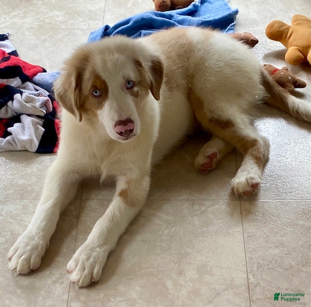 Australian Shepherd dogs Sammy - Ad 1