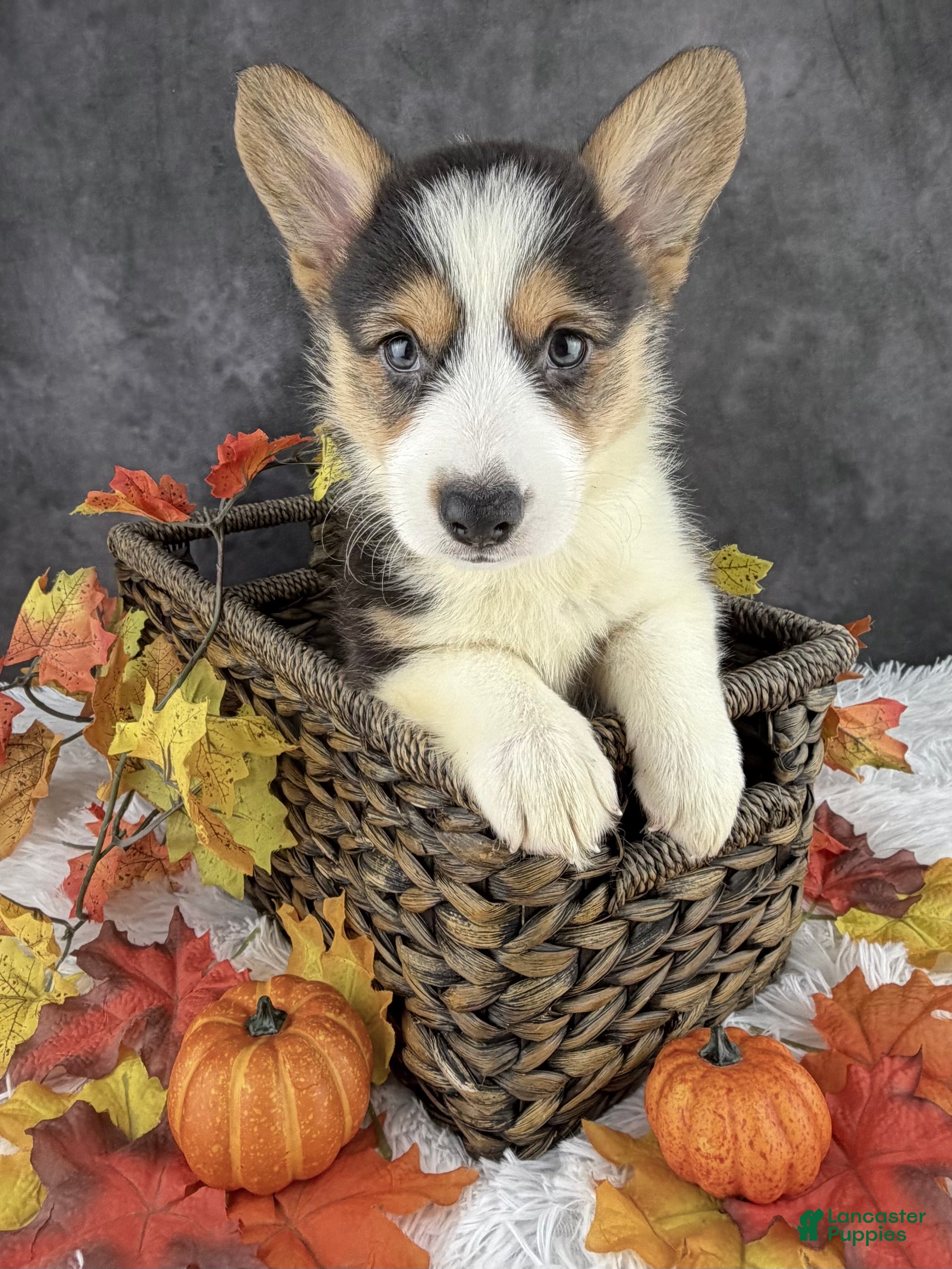 Welsh Corgi Pembroke dogs Cooper natural bobtail - Ad 1