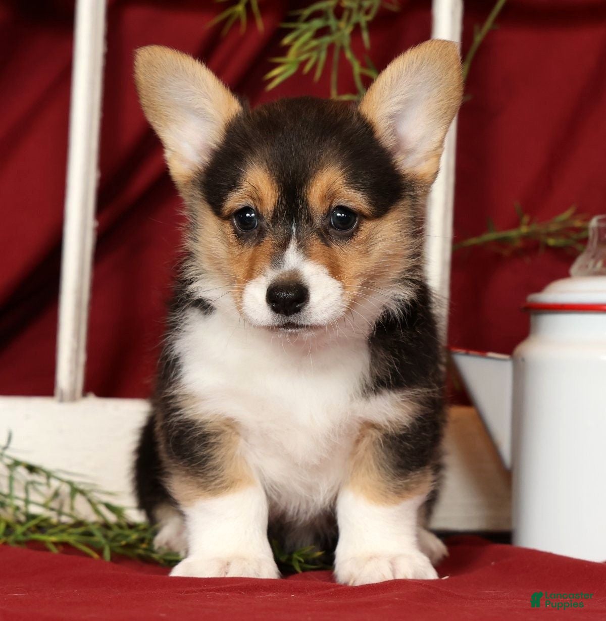 Welsh Corgi Pembroke dogs Trisha - Ad 1