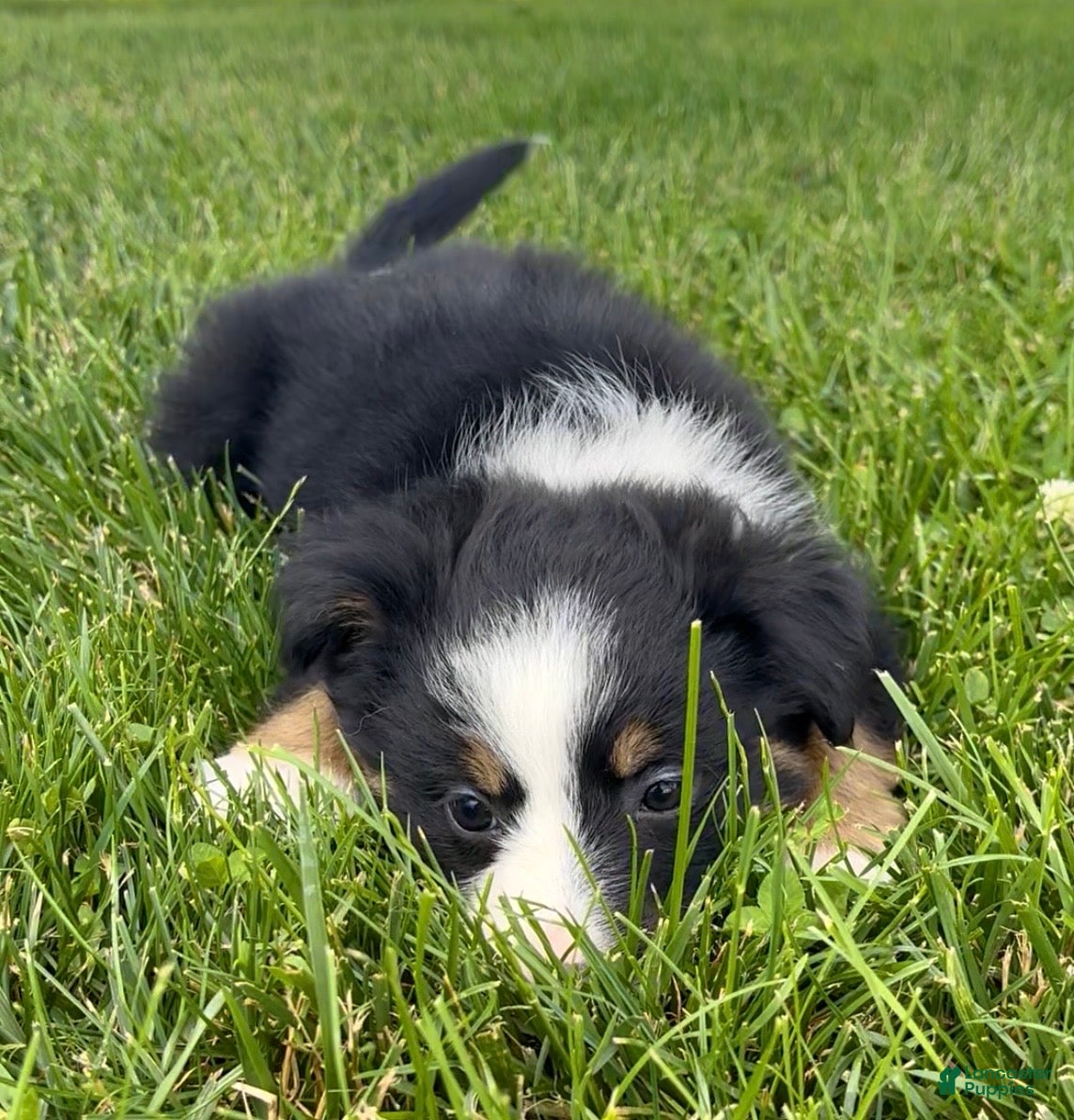 Australian Shepherd dogs Lola - Ad 2