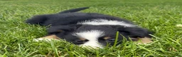 Australian Shepherd dogs for sale: Lola - Ad 3