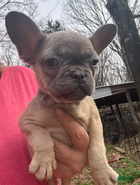 French Bulldog dogs French Bulldog Girl 1 - Ad 12