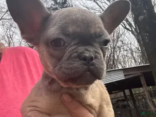 French Bulldog dogs French Bulldog Girl 1 - Ad 9