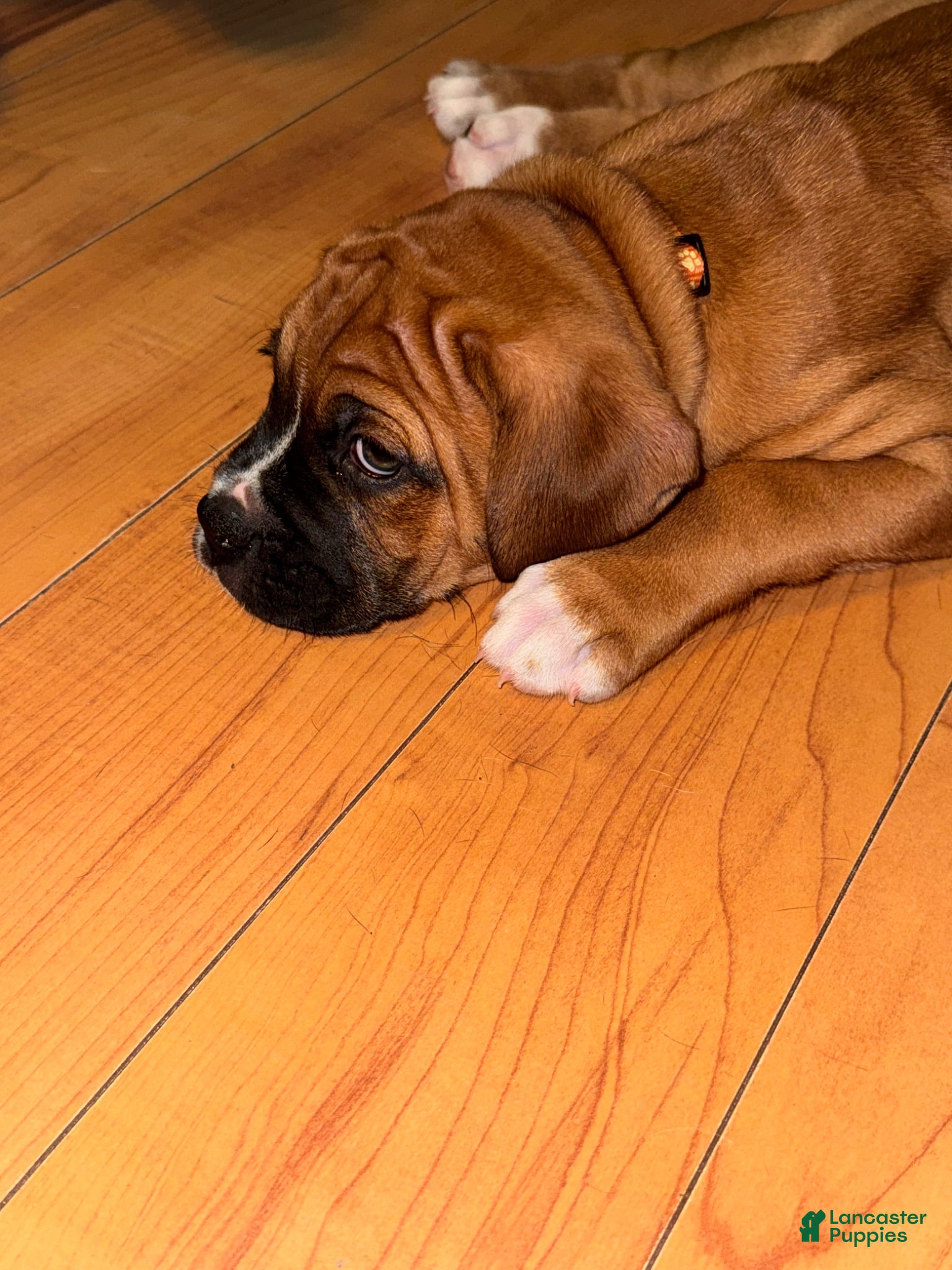 Boxer dogs Dennis - Ad 2