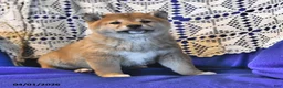 Shiba Inu dogs for sale: Riley Jake - Ad 10