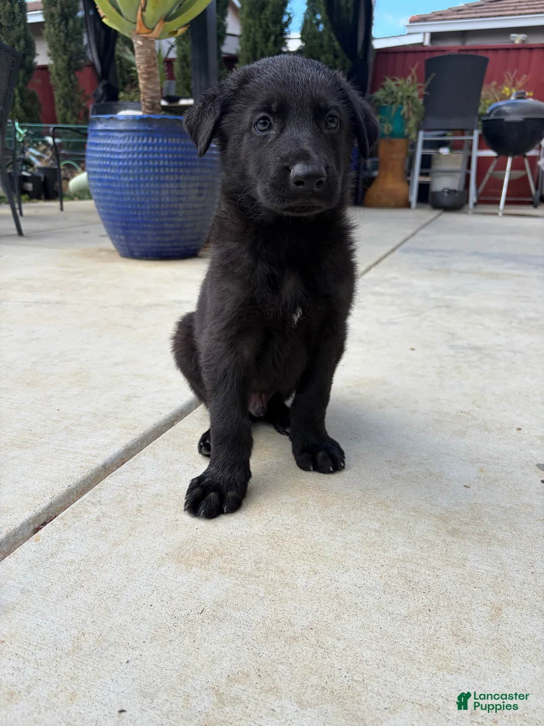 German Shepherd dogs for sale: Kaneki - Ad 2