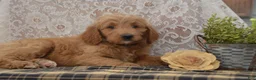 Goldendoodle dogs for sale: Sanford - Ad 4