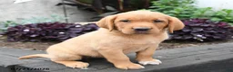 Labrador Retriever dogs for sale: Lark - Ad 2
