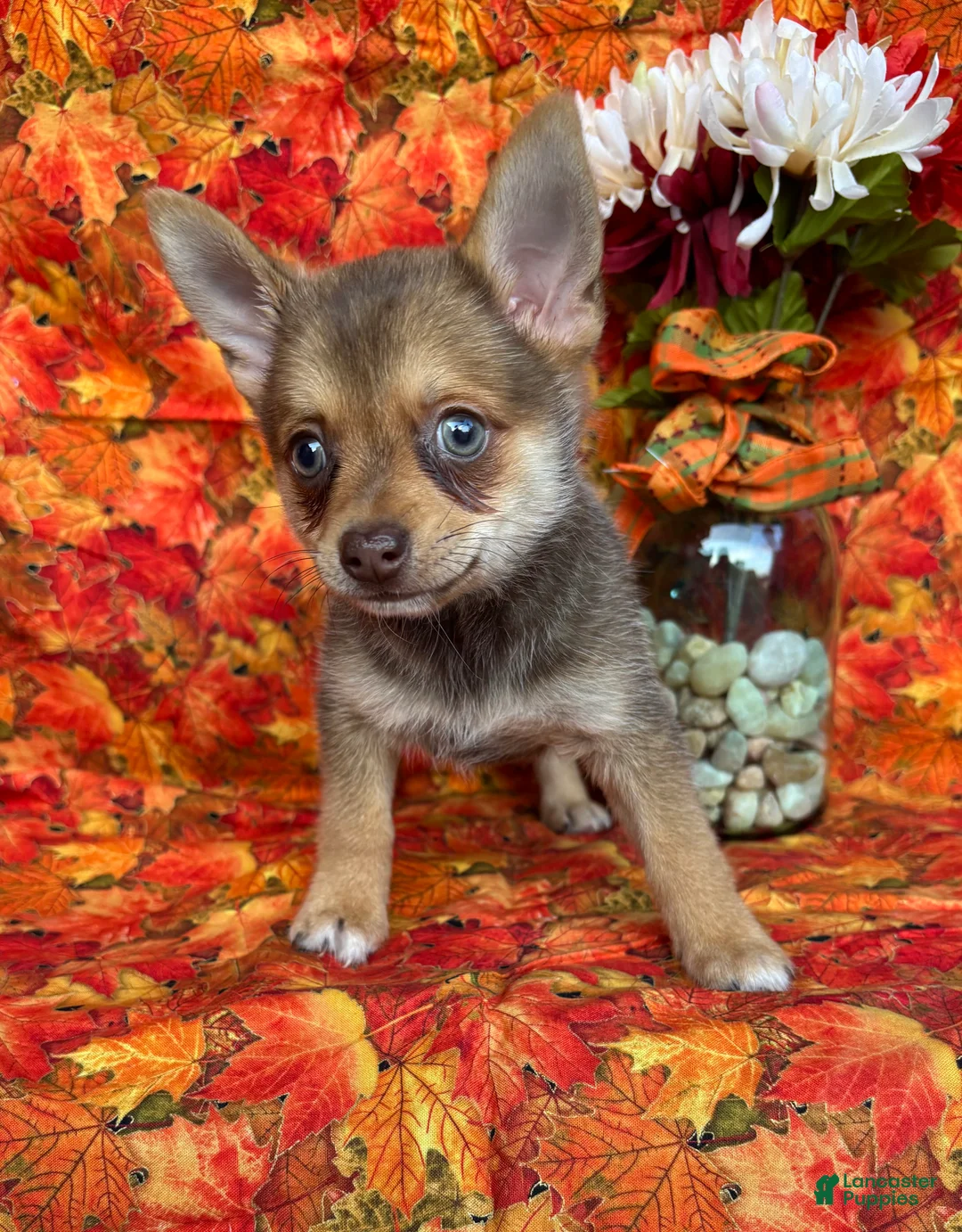 Pomchi dogs for sale: Charlie - Ad 1
