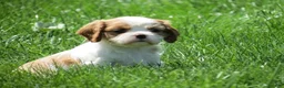 Cavalier King Charles Spaniel dogs for sale: Latte - Ad 3