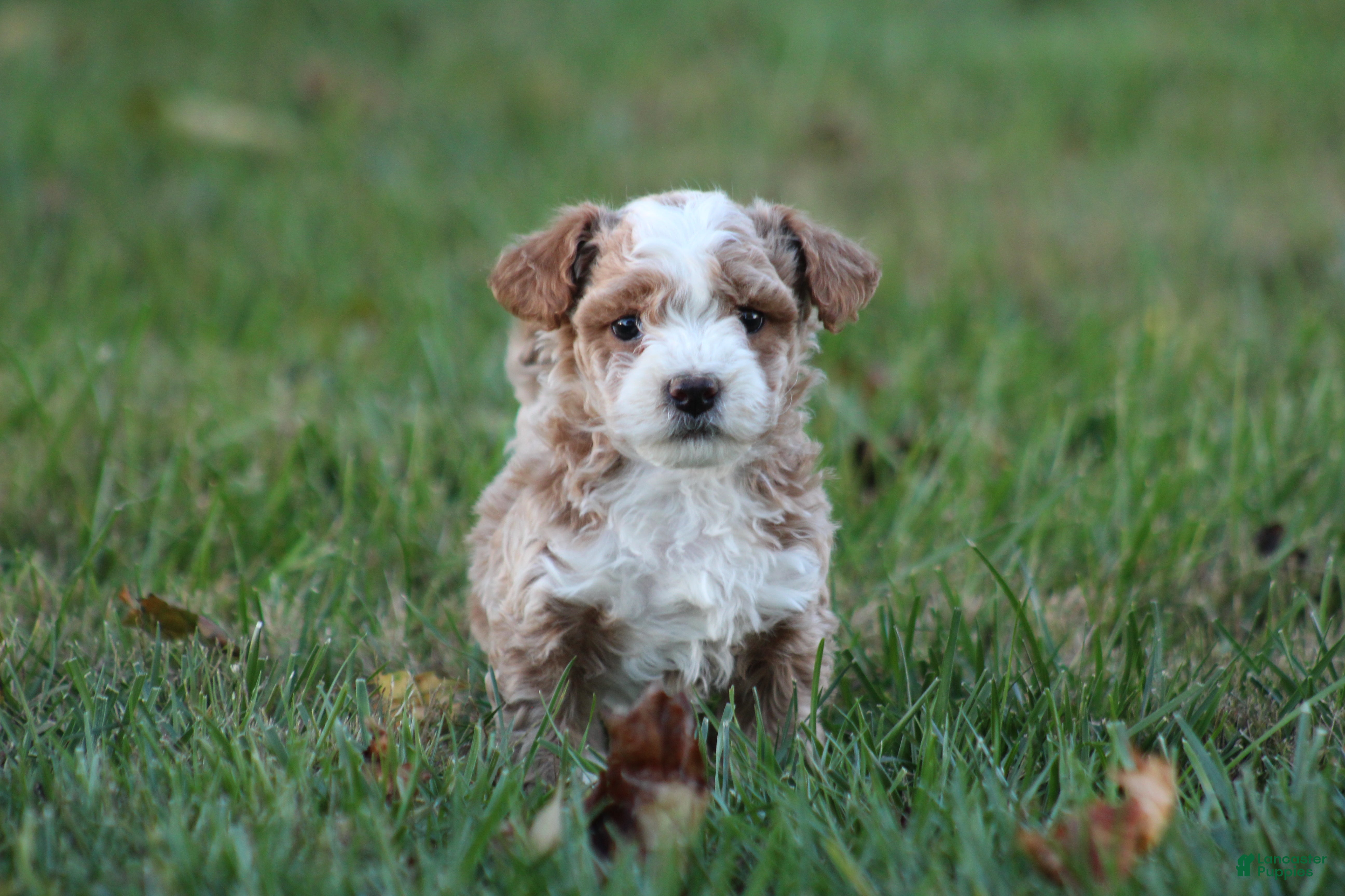 Bichpoo dogs for sale: Ryder - Ad 2