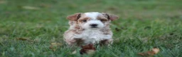 Bichpoo dogs for sale: Ryder - Ad 2