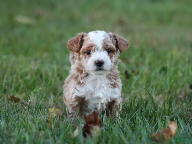 Bichpoo dogs for sale: Ryder - Ad 2