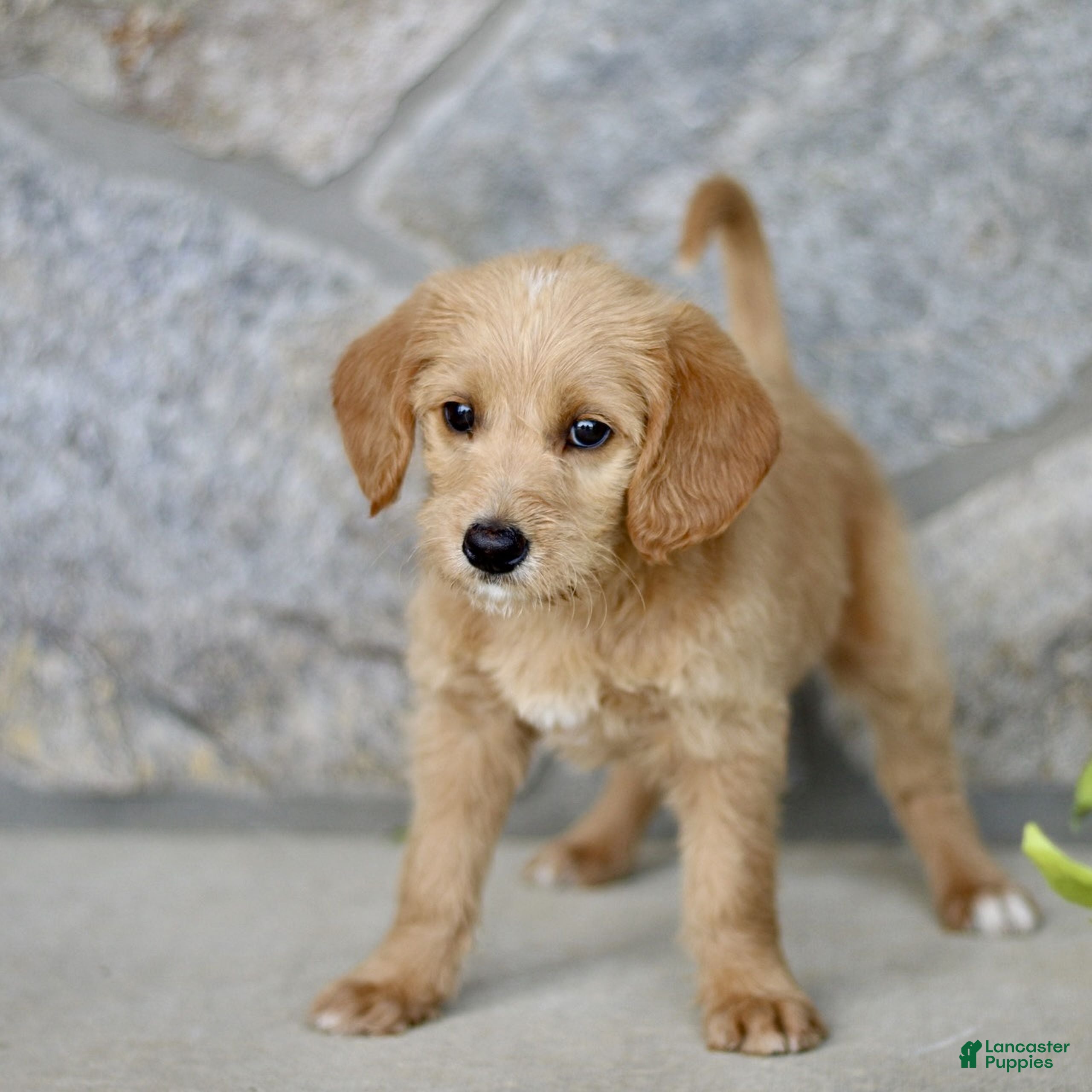 Labradoodle dogs Chloe  - Ad 1
