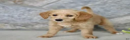 Labradoodle dogs for sale: Chloe  - Ad 1
