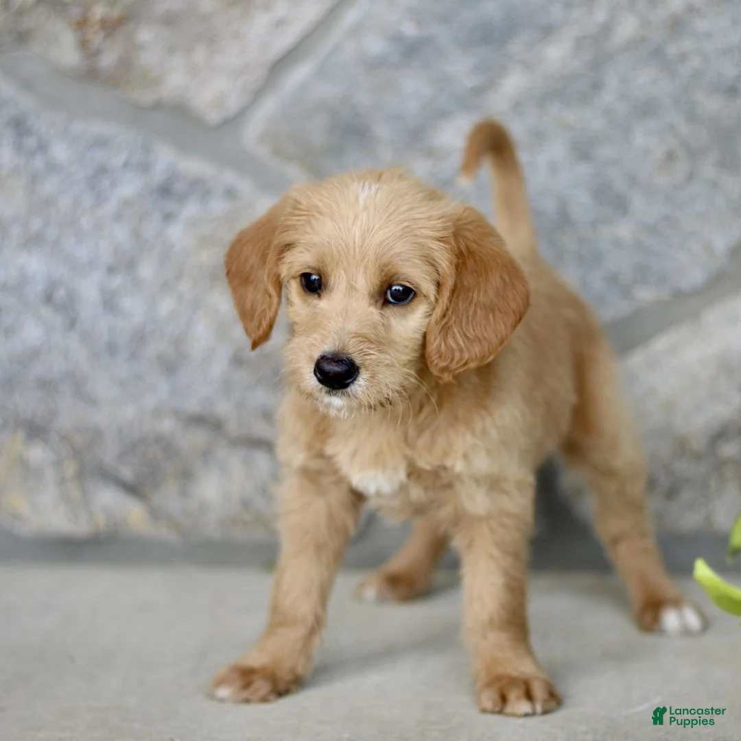 Labradoodle dogs for sale: Chloe  - Ad 1