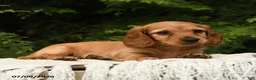Miniature Dachshund dogs for sale: Halo - Ad 4
