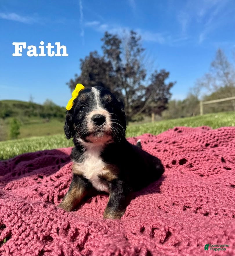 Bernedoodle dogs Faith  - Ad 30