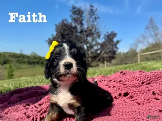 Bernedoodle dogs Faith - Ad 30
