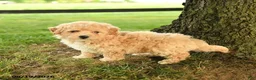 Bichpoo dogs for sale: Dorian - Ad 2