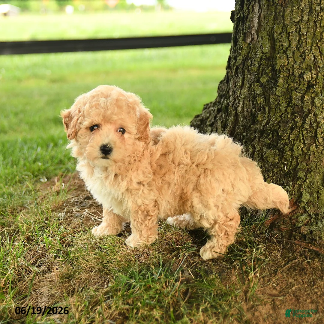 Bichpoo dogs for sale: Dorian - Ad 2
