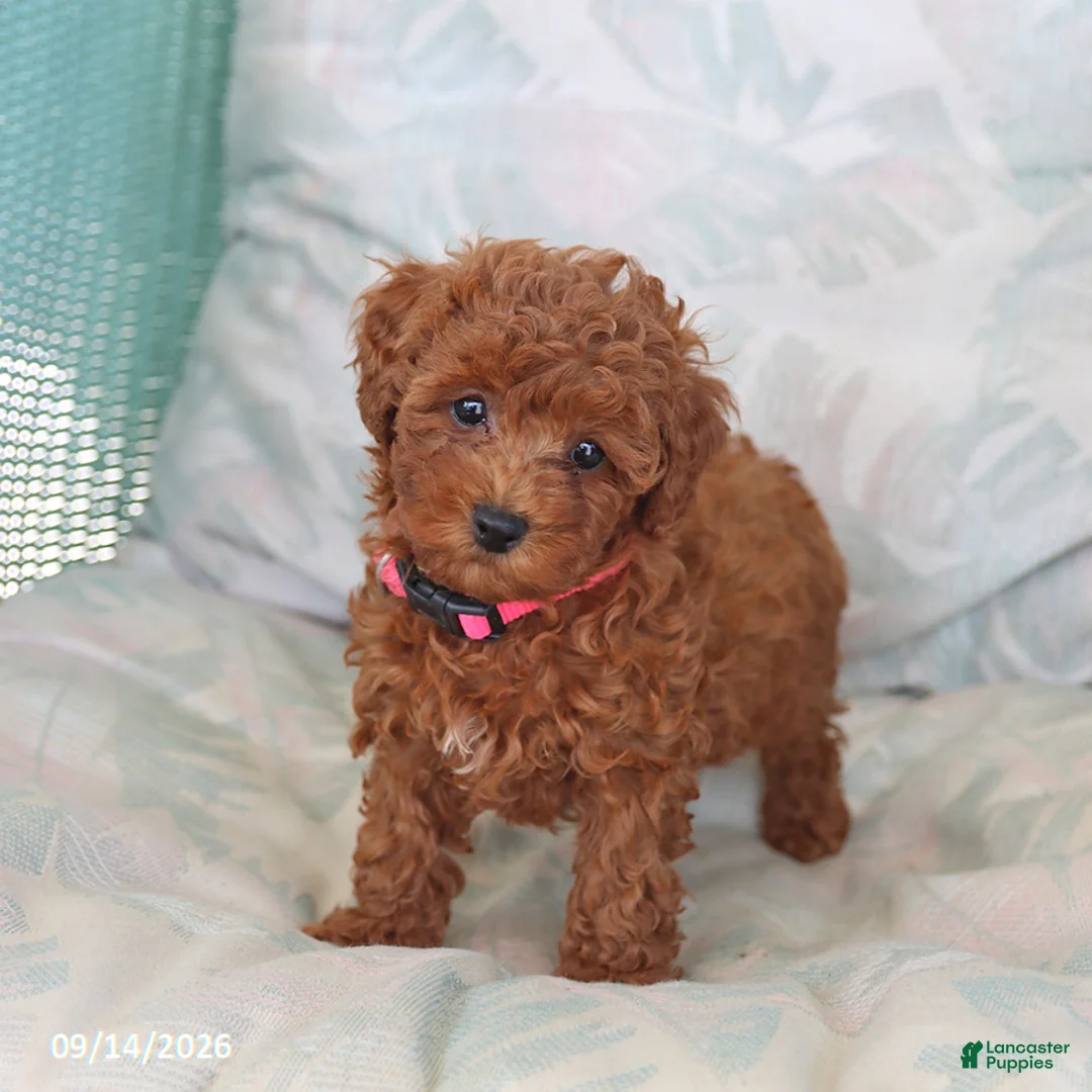 Maltipoo dogs for sale: Sadie - Ad 1