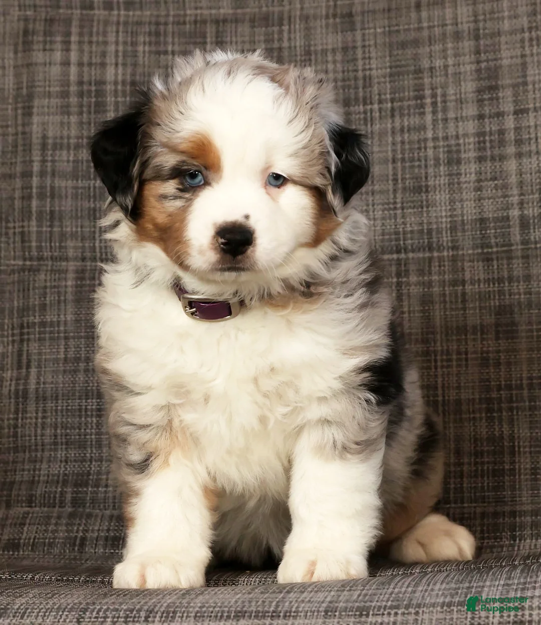 Miniature Australian Shepherd dogs for sale: Bethany - Ad 5