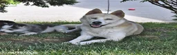 Pomsky dogs for sale: Asher - Ad 4