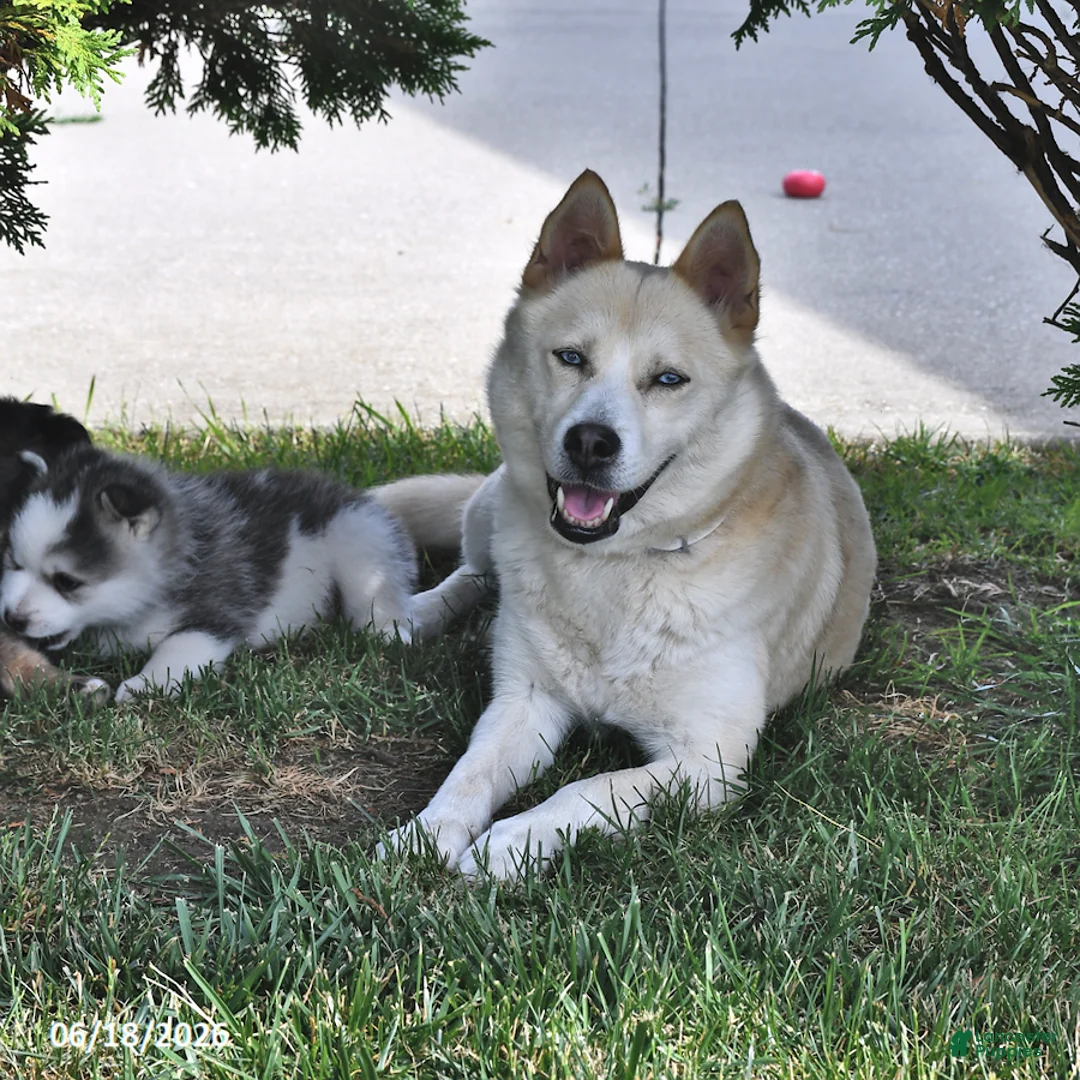 Pomsky dogs for sale: Asher - Ad 4
