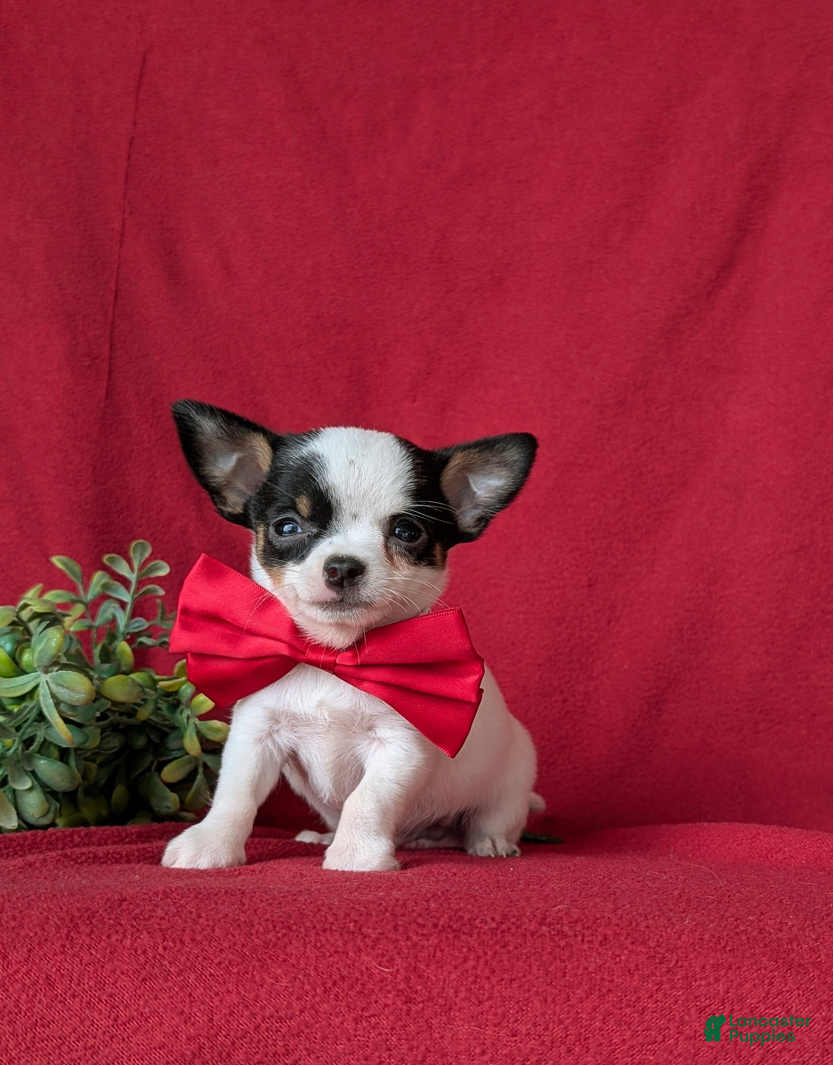 Chihuahua dogs Rowland 6 lbs Full Grown - Ad 14