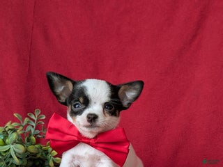 Chihuahua dogs Rowland 6 lbs Full Grown - Ad 5