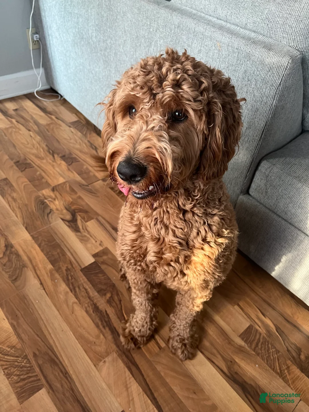 Gallery Image {{count}}