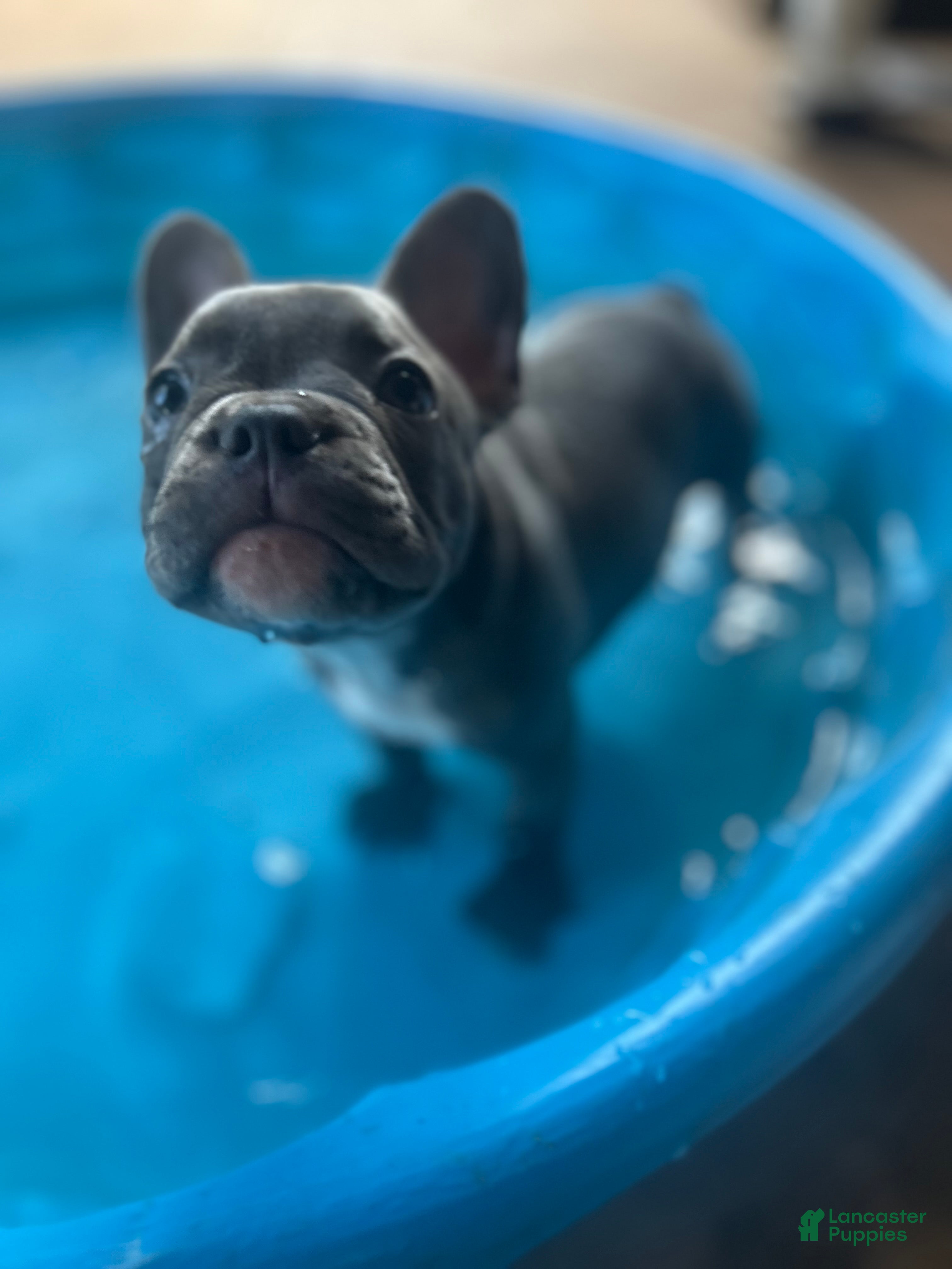 French Bulldog dogs Brock - Ad 7
