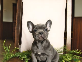 French Bulldog dogs Amy - Ad 32