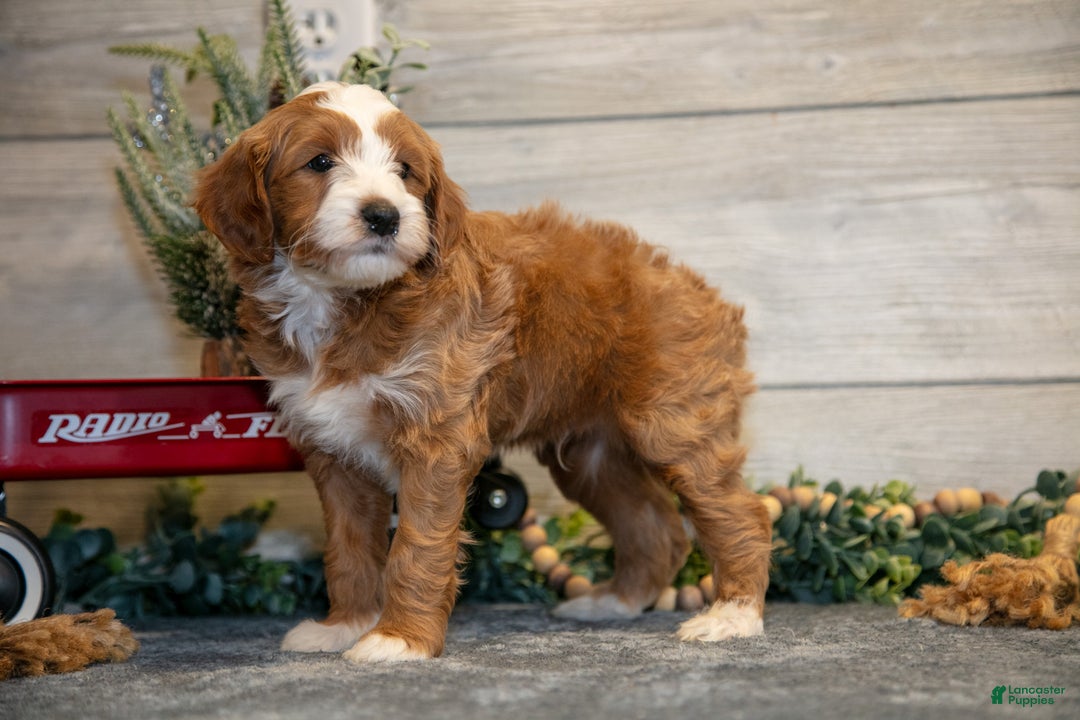 Mini Goldendoodle dogs for sale: Tip - Ad 2