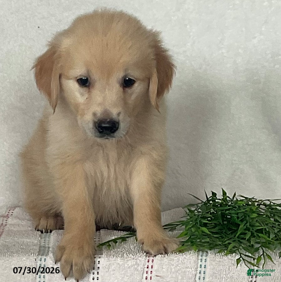 Golden Retriever dogs Roger - Ad 1