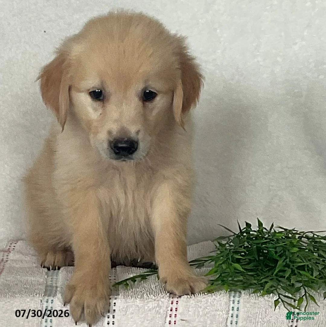 Golden Retriever dogs for sale: Roger - Ad 1