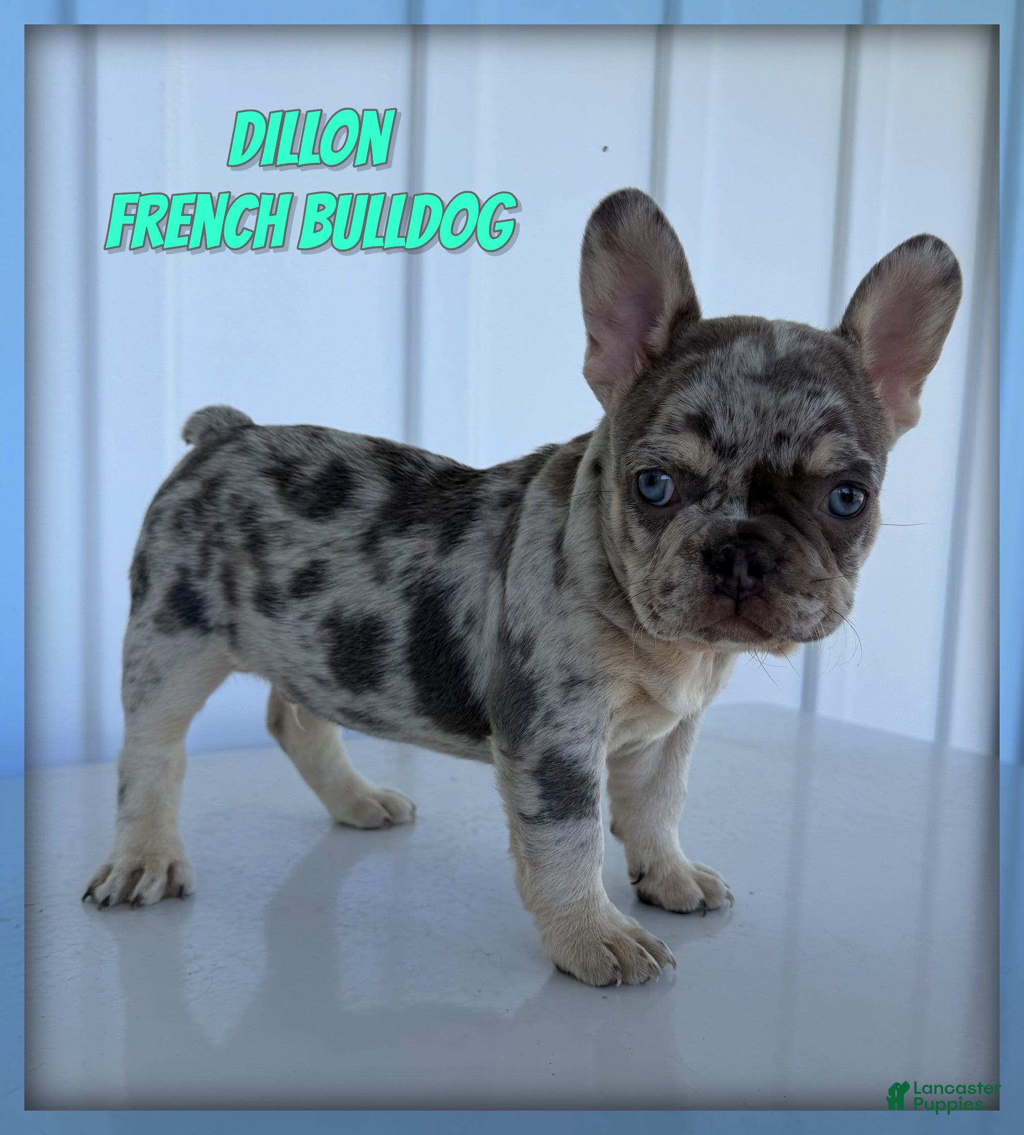French Bulldog dogs Dillon - Ad 1