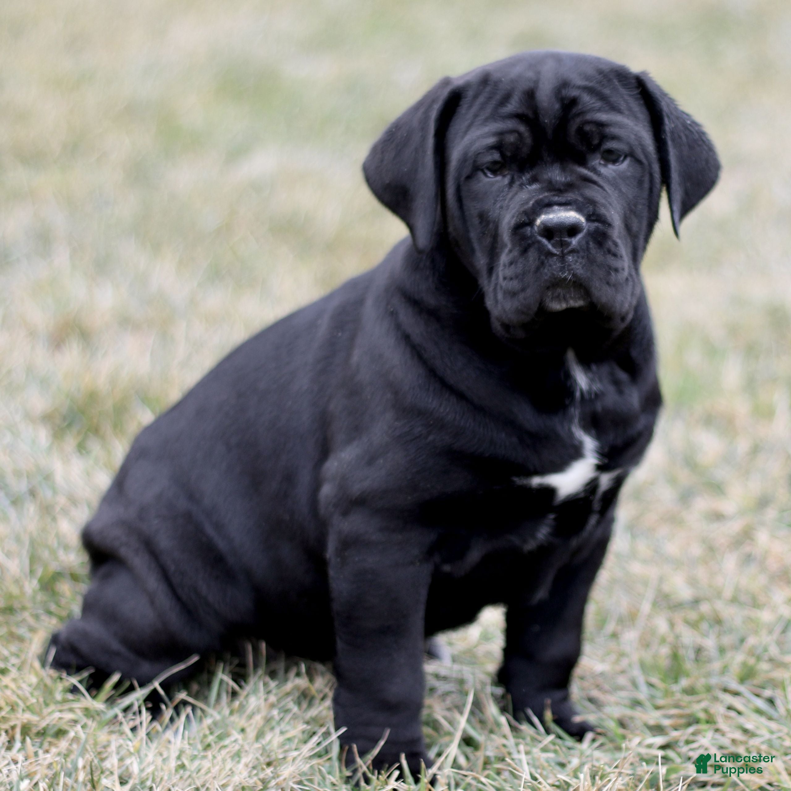 Cane Corso dogs Newton  - Ad 1