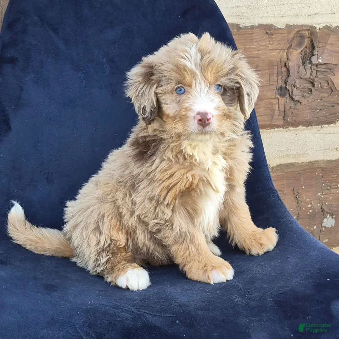 Mini Bernedoodle dogs for sale: Chloe  - Ad 4