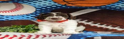 Cockapoo dogs for sale: Rover - Ad 3