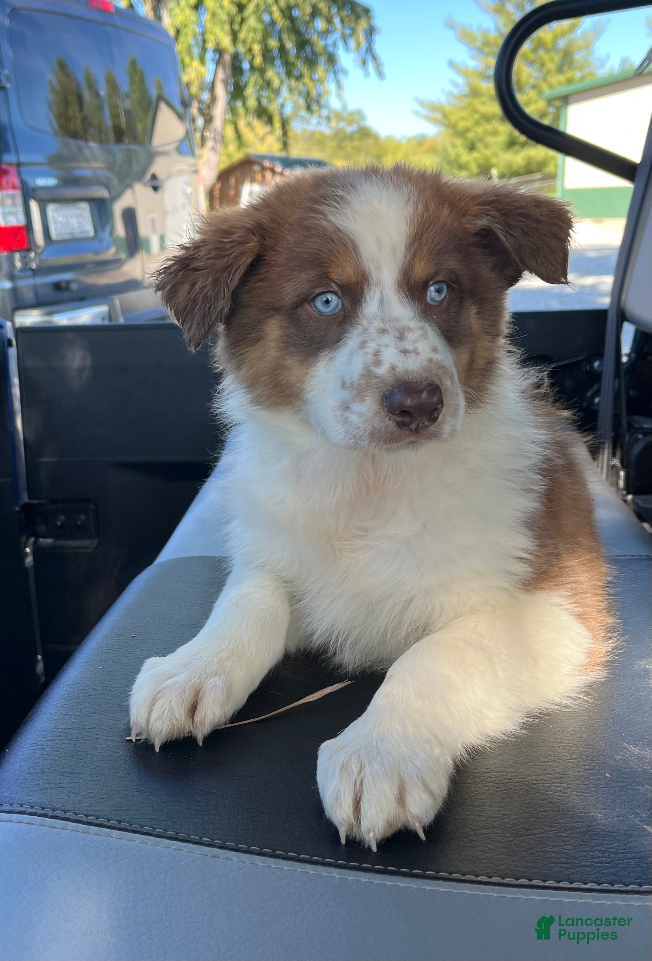 Australian Shepherd dogs for sale: Cutie - Ad 2