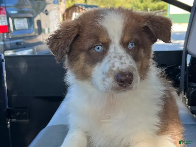 Australian Shepherd dogs for sale: Cutie - Ad 1
