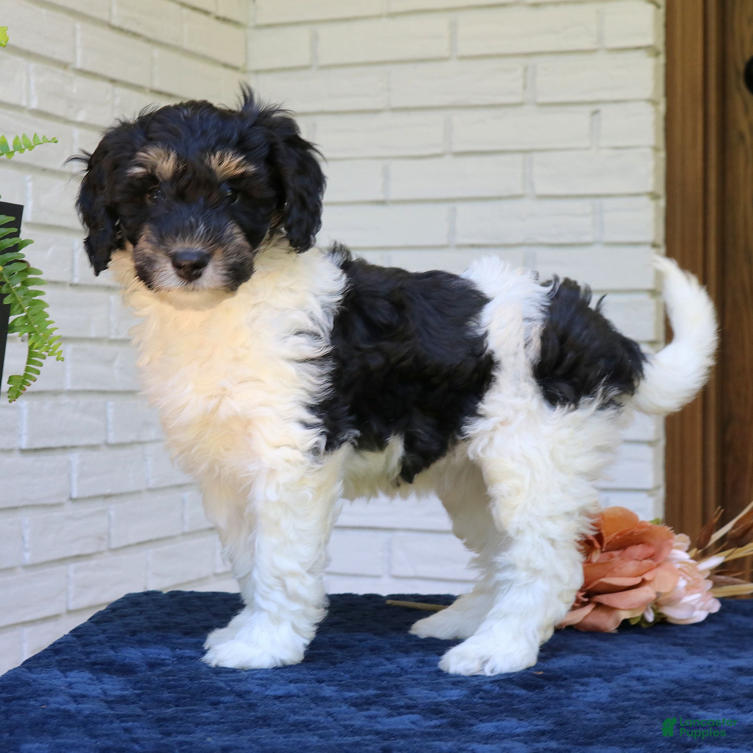 Mini Bernedoodle dogs Matcha  - Ad 2