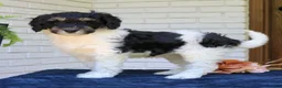 Mini Bernedoodle dogs for sale: Matcha  - Ad 2