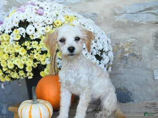 Bichpoo dogs - Ad 18