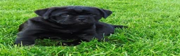 Mixed Breed dogs for sale: Roxy  - Ad 7