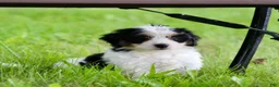 Mini Bernedoodle dogs for sale: Sawyer  - Ad 59