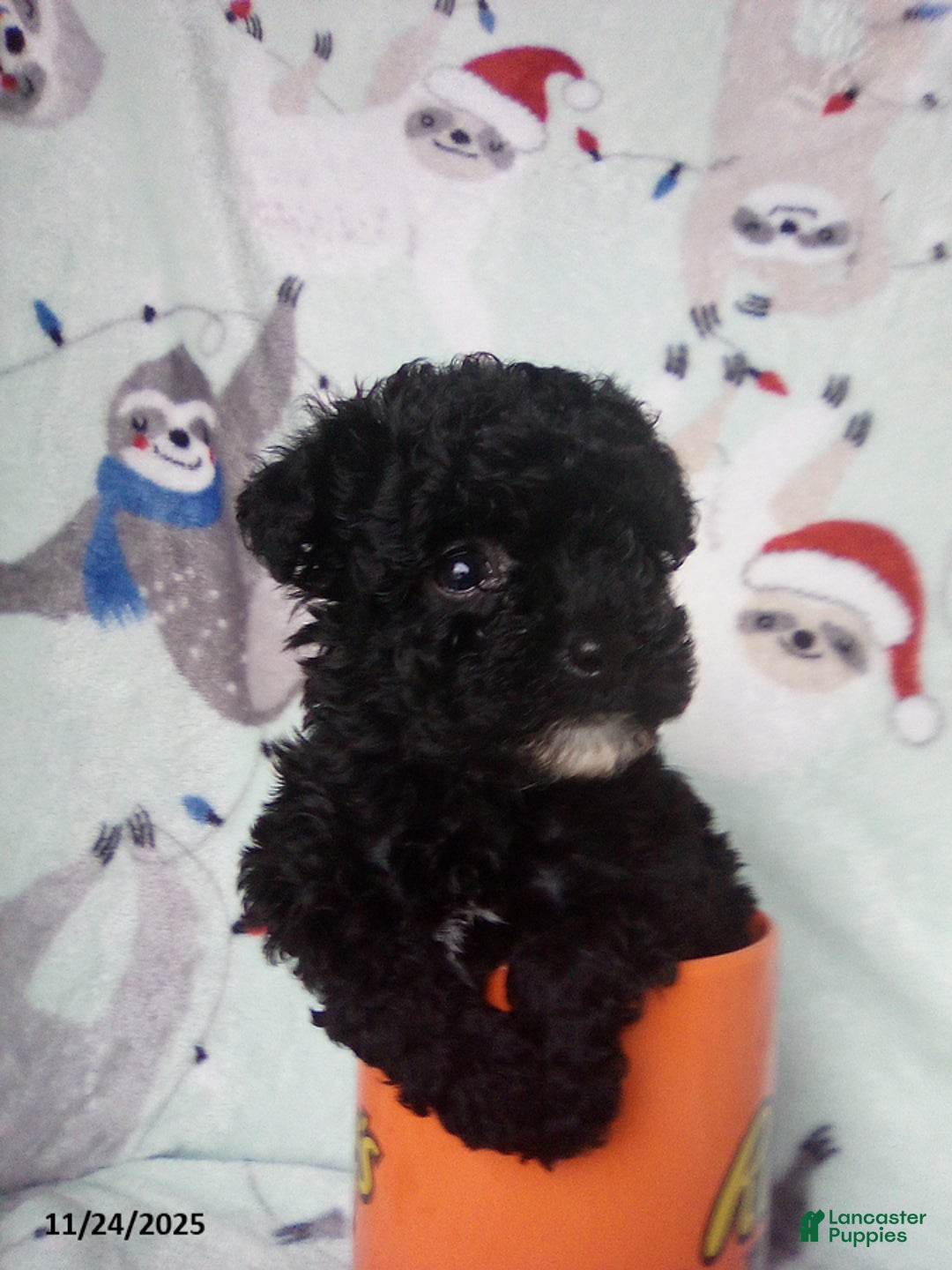 Toy Poodle dogs for sale: Rachel - Ad 3