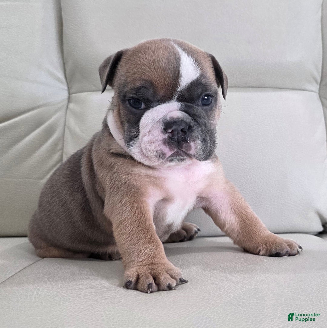 English Bulldog dogs for sale: Amber - Ad 1